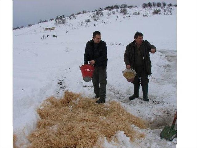 Bilecik’te Yaban Hayvanları İçin Doğaya Yiyecek Bırakıldı