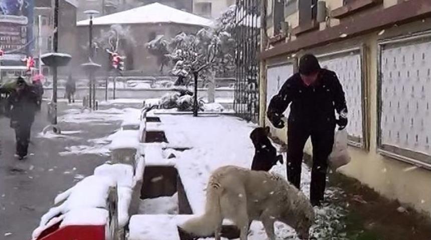 (özel Haber) Karda Aç Kalan Sokak Köpeklerini Unutmadı