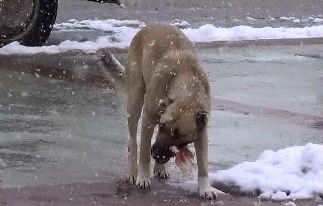 (özel Haber) Karda Aç Kalan Sokak Köpeklerini Unutmadı