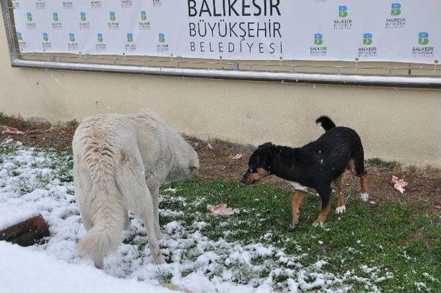 (özel Haber) Karda Aç Kalan Sokak Köpeklerini Unutmadı