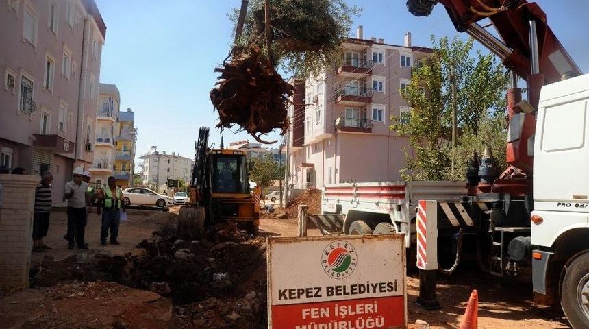 Asırlık Zeytin Ağa&ccedil;ları Yeni Yerlerine Taşınıyor