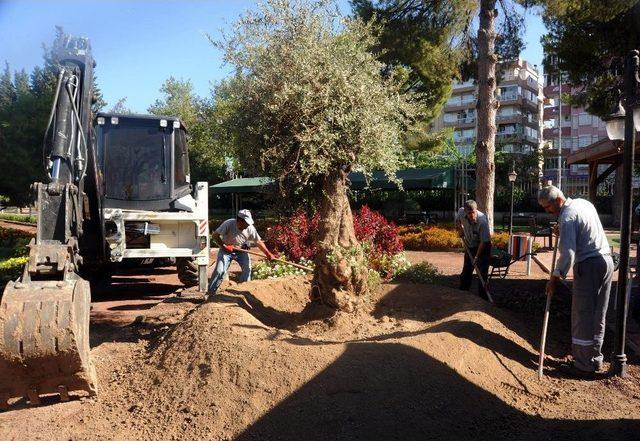 Asırlık Zeytin Ağaçları Yeni Yerlerine Taşınıyor