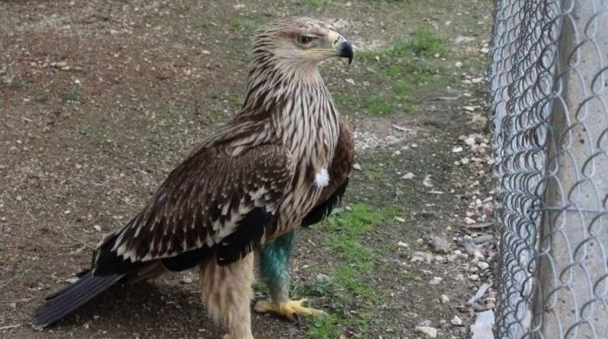 Sağlığına Kavuşunca Doğal Yaşama Kanat &Ccedil;ırptı