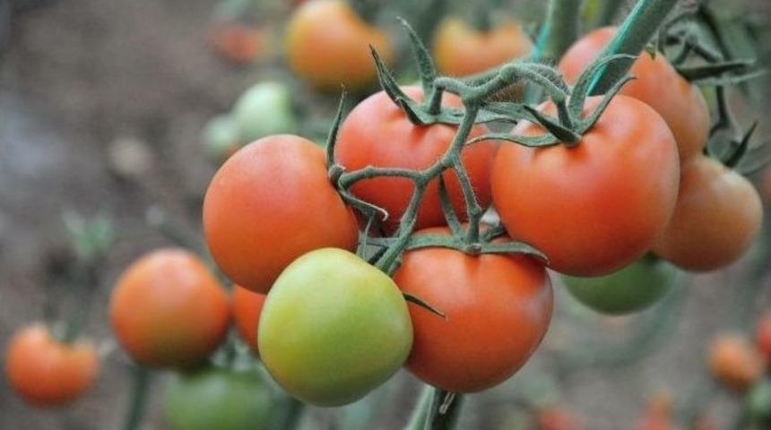 G&uuml;venli Domatesin Hasadına Başlandı