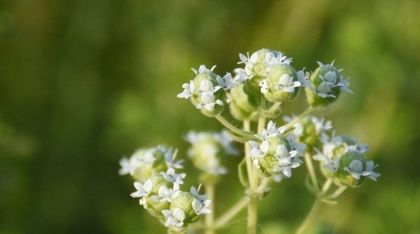 Kocasinan&rsquo;da Tıbbi Ve Aromatik Bitkiler &Uuml;r&uuml;n Vermeye Başladı