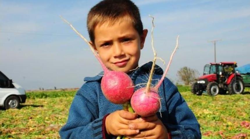 OSMANİYE'DE KIRMIZI TURP HASADI BAŞLADI