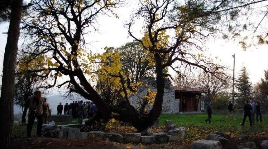 Bin Yıla Meydan Okuyan Karadut