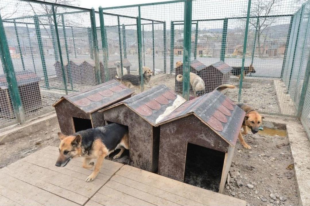 Ankara&rsquo;da 100 Bine Yakın Sokak Hayvanı Yaşıyor