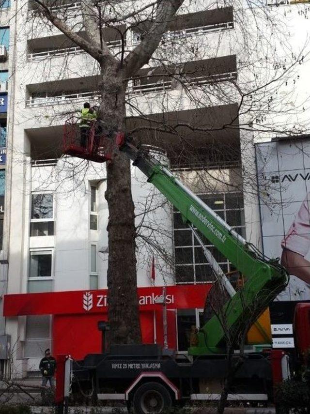 Asırlık Çınar Ağaçları Bakımdan Geçti