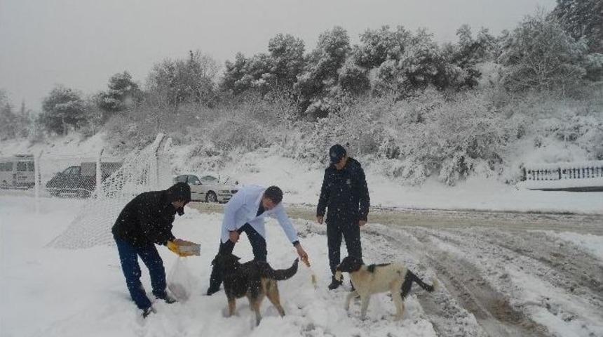A&ccedil; Kalan Hayvanların Yardımına Zabıta Koştu