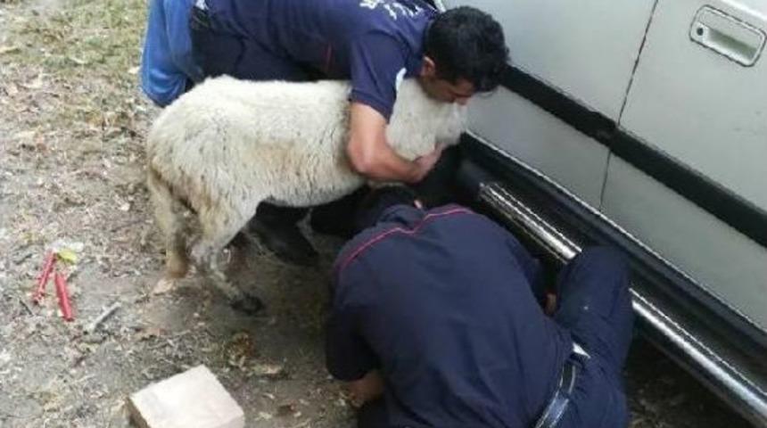 &Ccedil;amurluğa Kafası Sıkıştıran Koyunu Itfaiye Kurtardı
