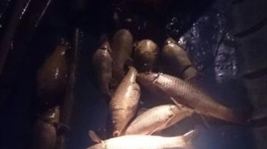 Elektroşokla Balık Avlayan Şahıslara Baskın