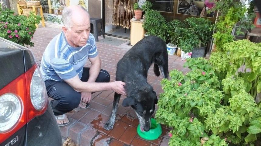 Burhaniyeli Esnaflar Sokak Hayvanlarına Sahip &Ccedil;ıktı