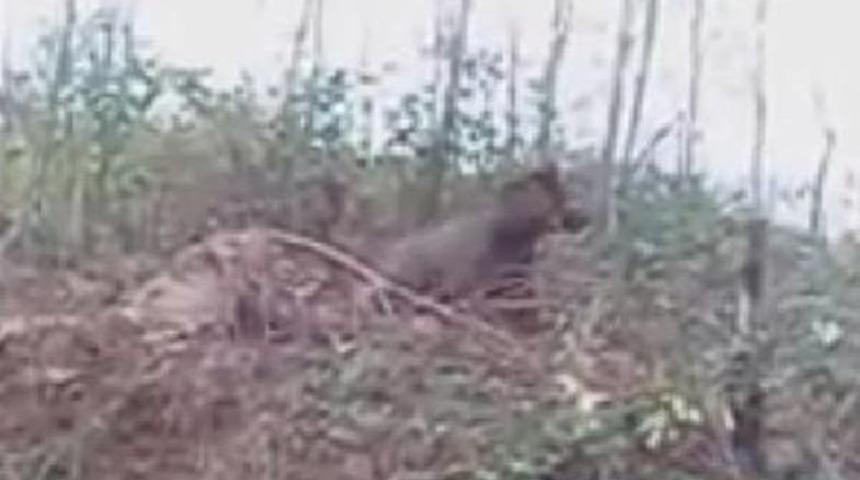 DOMUZ TUZAĞINA YAKALANAN AYI KENDİSİ KURTULDU