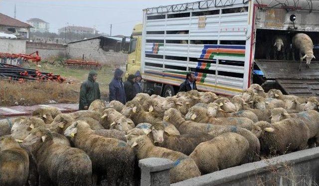 Eskil&rsquo;de 27 &Uuml;reticiye 149 Adet Ko&ccedil; Dağıtıldı 2