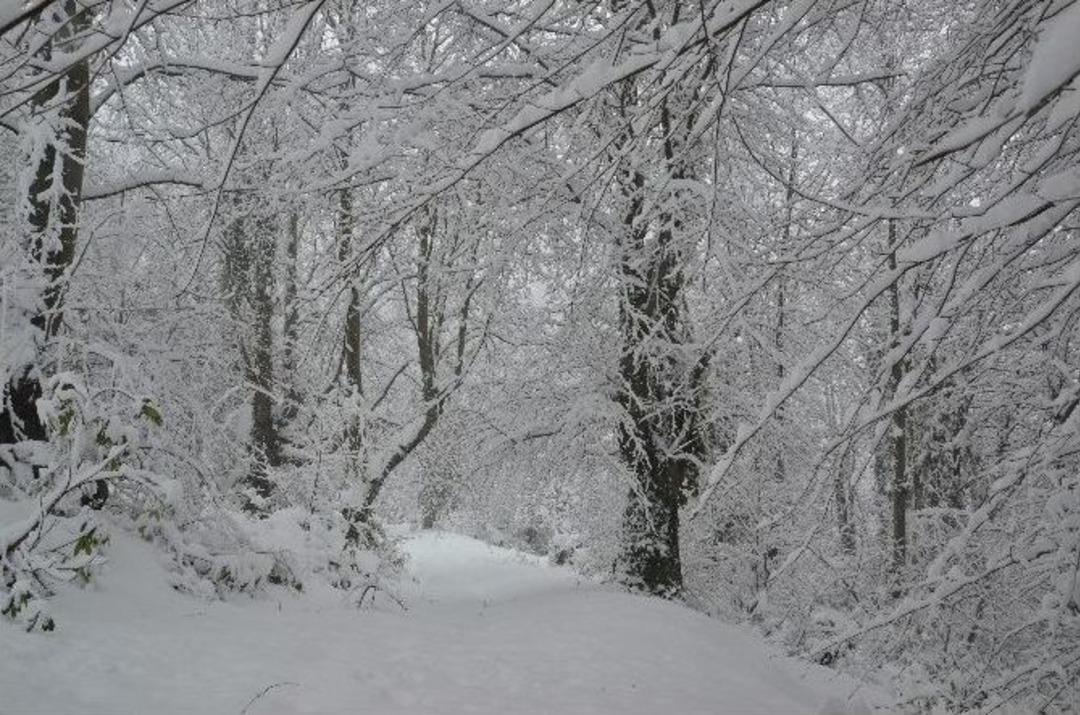 Zonguldak Beyaza B&uuml;r&uuml;nd&uuml;