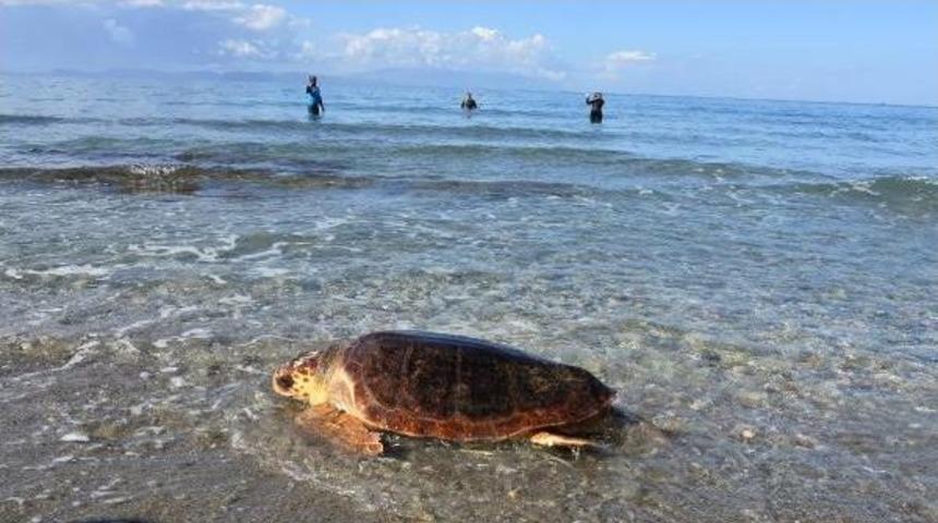 Tedavi Edilen 3 Caretta Caretta Denizle Buluştu