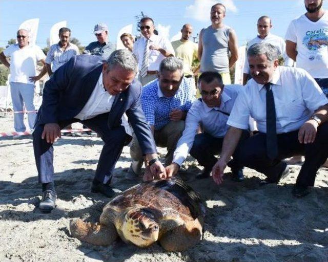 Tedavi Edilen 3 Caretta Caretta Denizle Buluştu