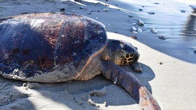 Tedavi Edilen 3 Caretta Caretta Denizle Buluştu