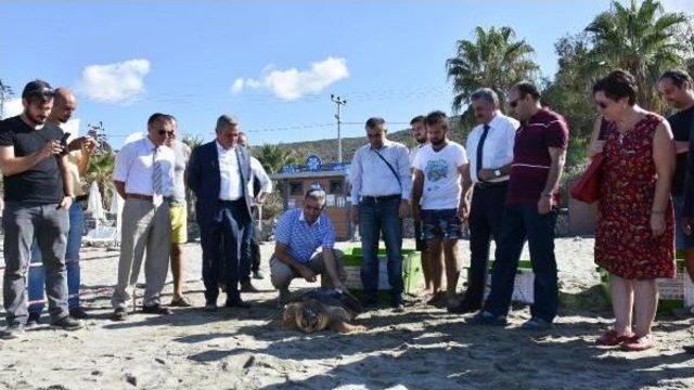 Tedavi Edilen 3 Caretta Caretta Denizle Buluştu