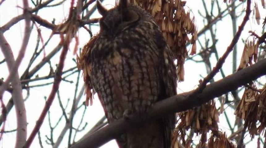 Baykuşlar Kars&rsquo;ı Mesken Tuttu