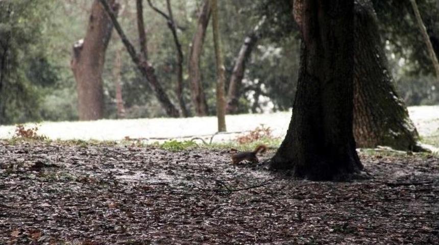 (&ouml;zel Haber) Sincaplar Karın İ&ccedil;inde Yemek Aradı
