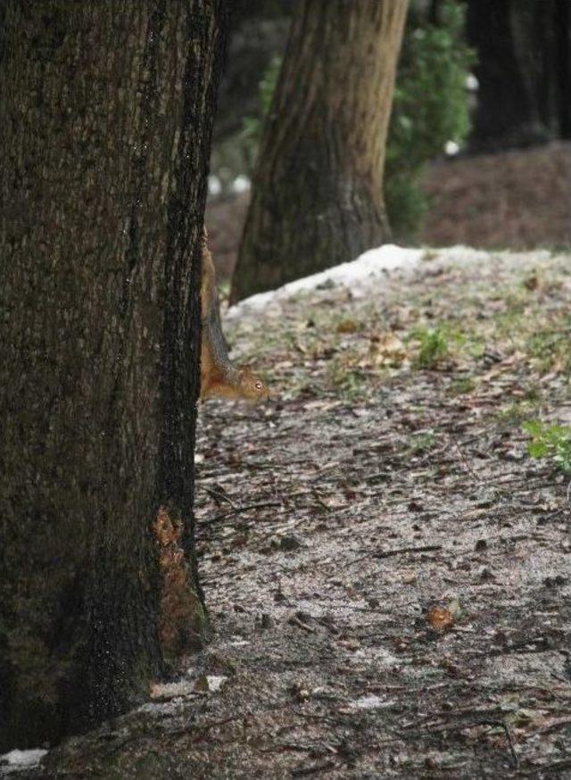 (özel Haber) Sincaplar Karın İçinde Yemek Aradı