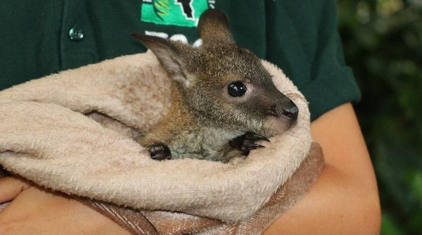 Annesi &Ouml;len Minik Kanguruya Annelik Yapıyor