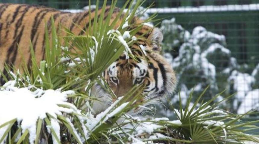 Sibirya Kaplanları Kar Keyfi Yaptı