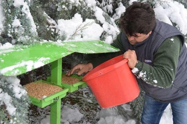 Bilecik&rsquo;te Sokak Hayvanlarına Yardım Eli 2