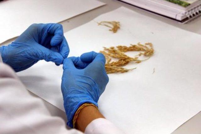 &Ccedil;eltiğin Dna Parmak Izi &Ccedil;ıkarıldı 1