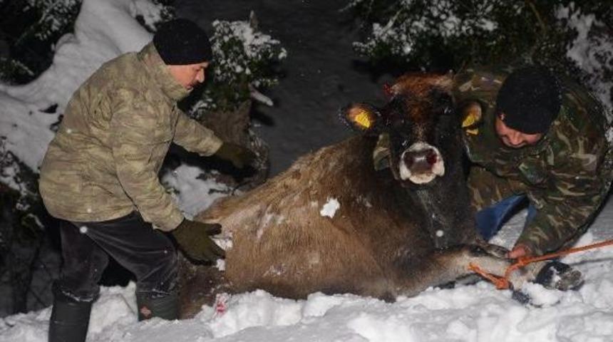 Karda Telef Olmaktan Son Anda Kurtarıldılar
