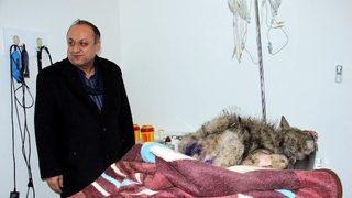 Aç Kalan Yavru Kurt, Koruma Altına Alındı