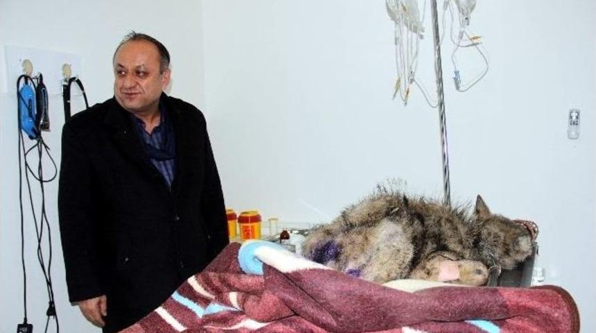 Aç Kalan Yavru Kurt, Koruma Altına Alındı