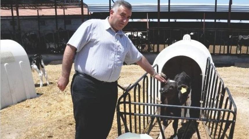 Aksaray’da Hayvancılık Gelişiyor, Üreticiler Kazanıyor