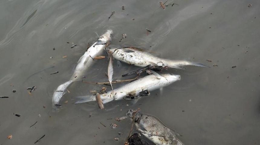 Alaplı&rsquo;da Derede Balık &Ouml;l&uuml;mleri Tedirgin Etti