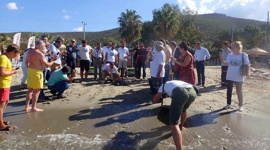 1,5 Yıl Tedavi G&ouml;ren Caretta Caretta Denize Bırakıldı