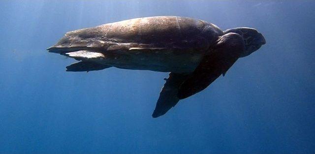 1,5 Yıl Tedavi G&ouml;ren Caretta Caretta Denize Bırakıldı 1