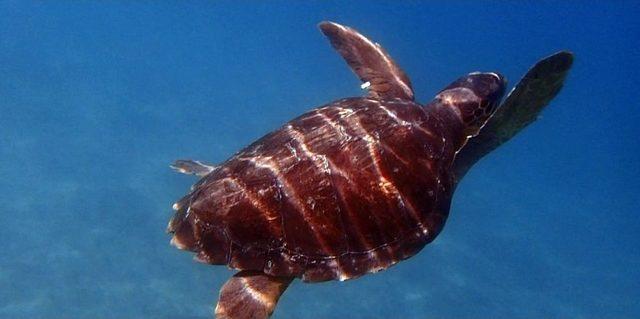 1,5 Yıl Tedavi G&ouml;ren Caretta Caretta Denize Bırakıldı 2
