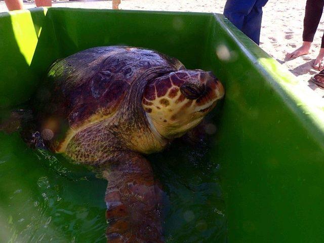 1,5 Yıl Tedavi G&ouml;ren Caretta Caretta Denize Bırakıldı 3
