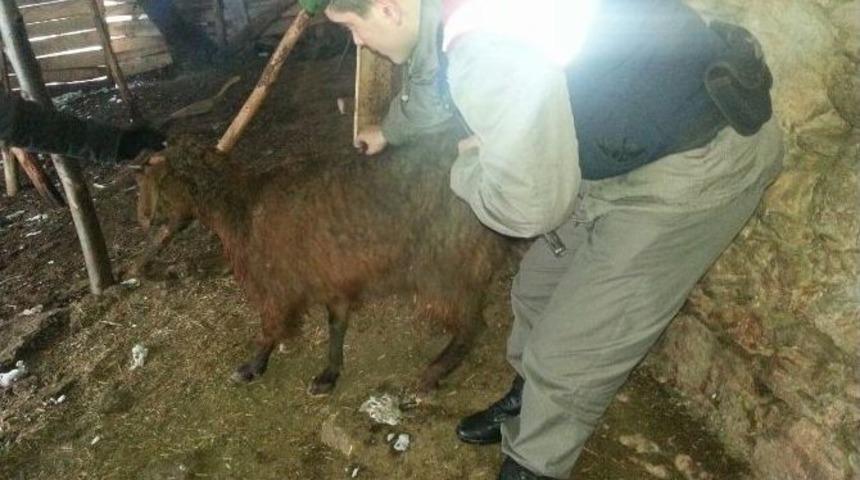 Kara Dayanamayan &Ccedil;atı &Ccedil;&ouml;kt&uuml;, 15 K&uuml;&ccedil;&uuml;kbaş Hayvan Telef Oldu