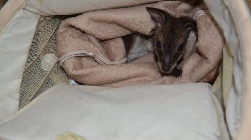 Yavru Kanguruya Biyologdan Anne Şefkati