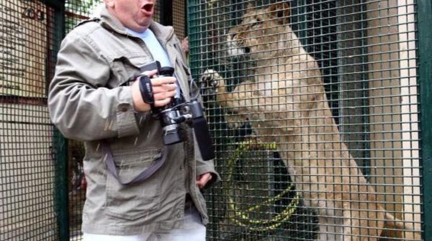 ASLAN 'SHERLOCK', KAFESE YAKLAŞAN MUHABİRİ KORKUTTU