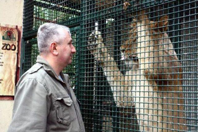 ASLAN 'SHERLOCK', KAFESE YAKLAŞAN MUHABİRİ KORKUTTU