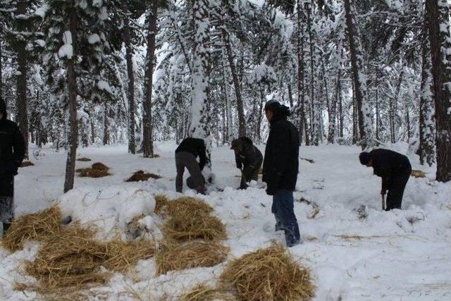 Keles’te Yaban Hayvanlar İçin Doğaya Yemek Bıraktılar