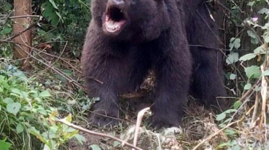 Domuz Kapanına Yakalanan Ayı Kurtarıldı