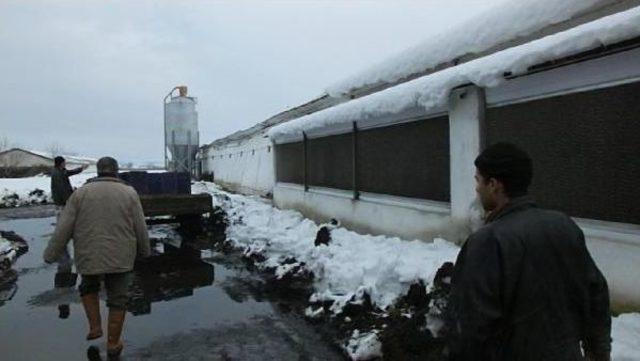 Bigadiç’Te Iki Ahır Ve Bir Tavuk Çiftliğinin Çatısı Çöktü