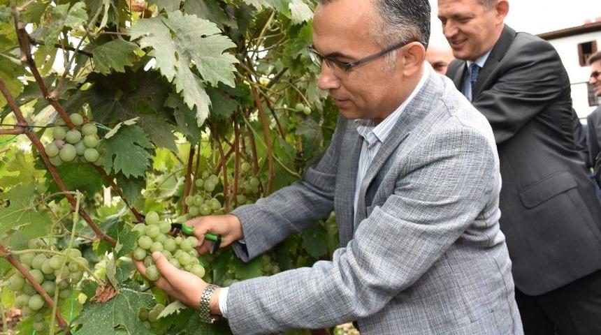 Safranbolu&rsquo;da Bağbozumu Etkinliği