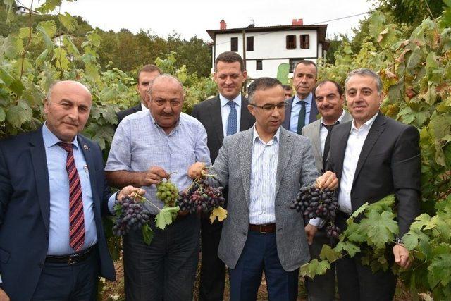 Safranbolu’da Bağbozumu Etkinliği