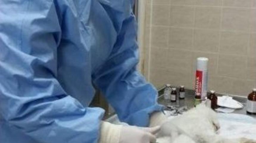 Kedi Evinde Kısırlaştırma Ve İ&ccedil; Parazit Uygulaması Devam Ediyor